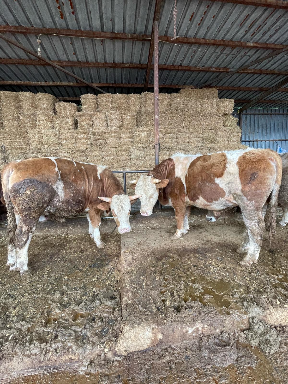 Resul Çiftlik Adaklık ve Kurbanlık